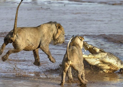 12 days safari