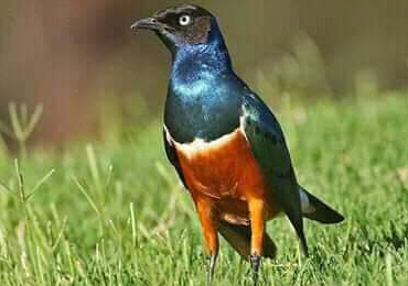 Birding Safaris