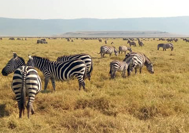 Wildlife Safaris
