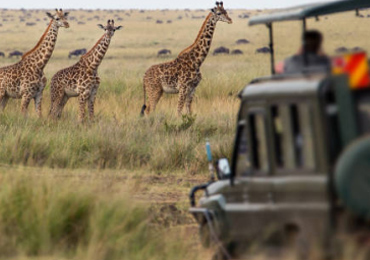 Safari