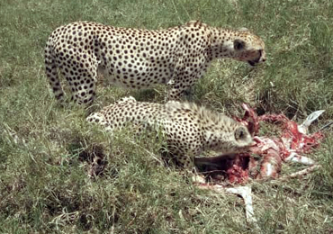 2 Days Safari