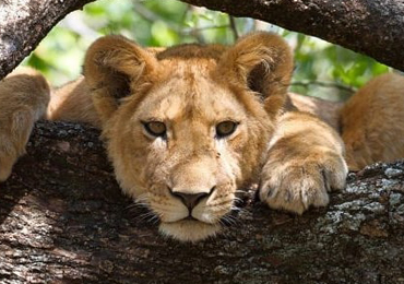 3-Days-Safari