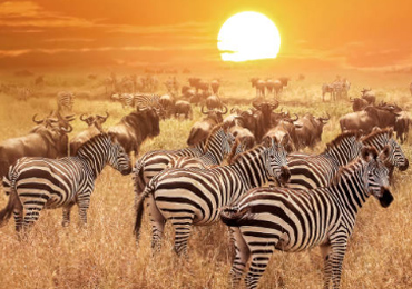 7-Days-Safari