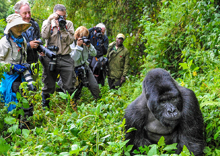 Gorilla Trekking