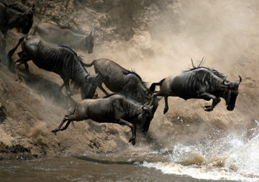 Safari