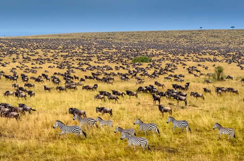 Wildbest Migration Safari