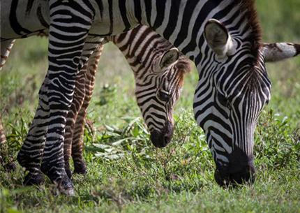 1-Day Trip Safari
