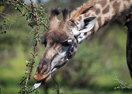 2-Days  Safari