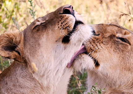 4 days safari