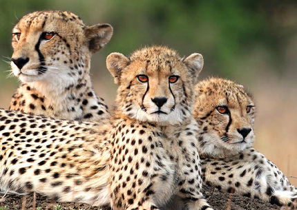 5 days safari