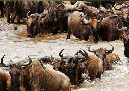 6 days safari