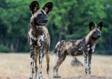 7 days safari