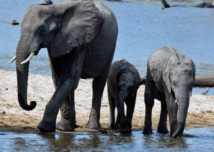 8 days safari